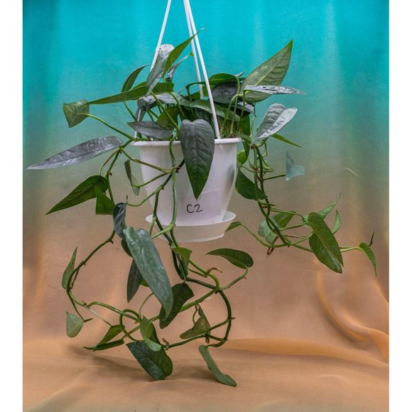 Cebu Blue Pothos 4.5" US Seller Potted RARE - Picture 1 of 2